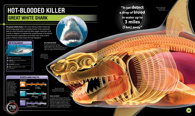 Super Shark Encyclopedia By Dk Books The Online